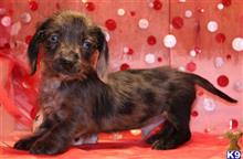 dachshund puppy posted by Kimberly Jones